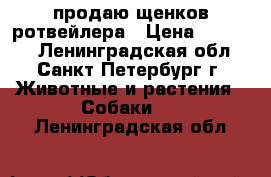 продаю щенков ротвейлера › Цена ­ 20 000 - Ленинградская обл., Санкт-Петербург г. Животные и растения » Собаки   . Ленинградская обл.